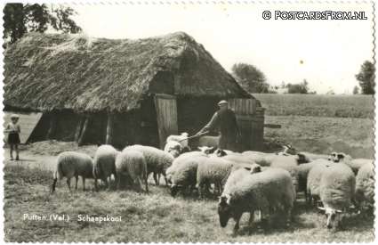 ansichtkaart: Putten, Schaapskooi