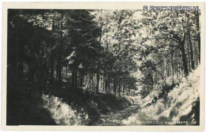 ansichtkaart: Holten, Boschgezicht Holterberg