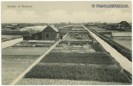 Boskoop, Groeten uit. Kweekerijen ansichtkaart: Boskoop, Groeten uit. Kweekerijen