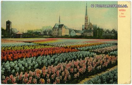 ansichtkaart: Lisse, Hyacinthenvelden te Lisse